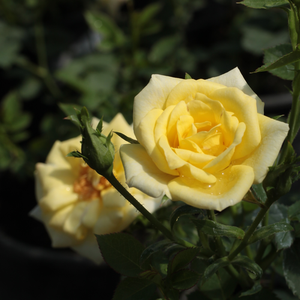 Mandarin® - yellow - miniature rose
